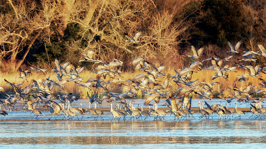 Mass Exodus from the Platte Photograph by Susan Rissi Tregoning