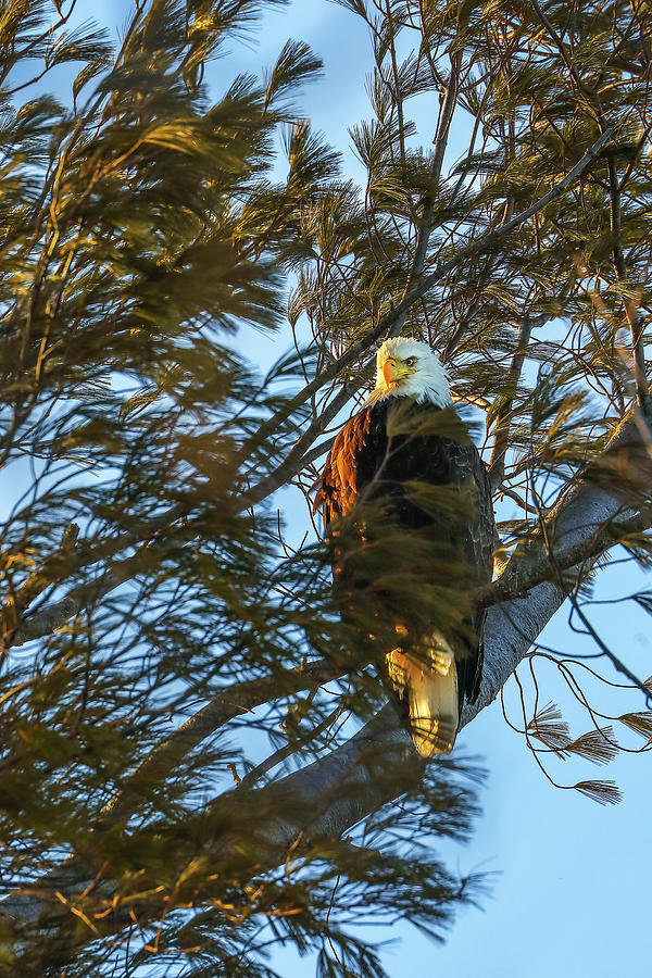 Massachusetts Bald Eagle Photograph