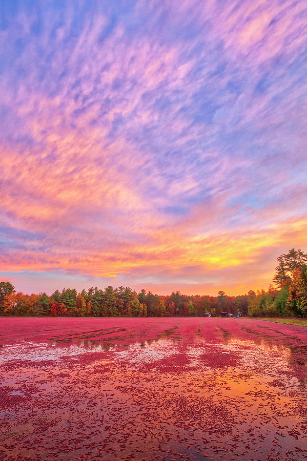 Massachusetts Cranberry Bog Harvest Photograph by Juergen Roth
