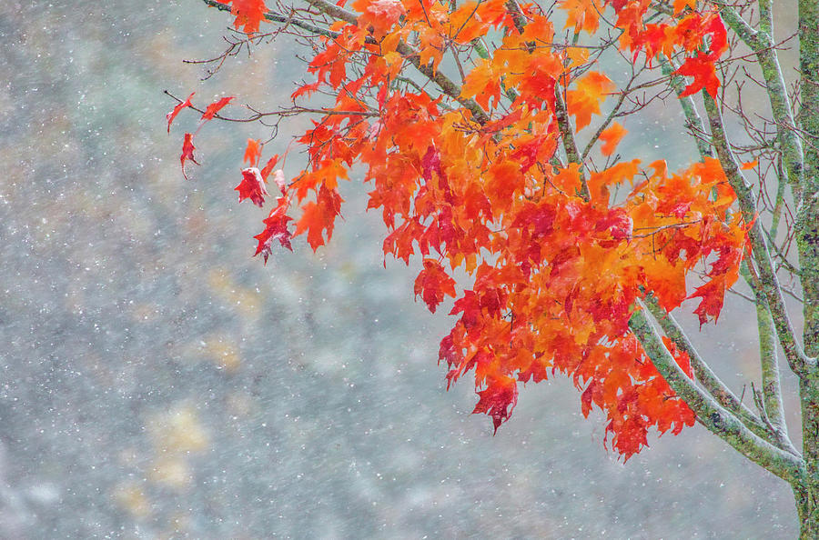 Massachusetts Snow Foliage  Photograph by Juergen Roth