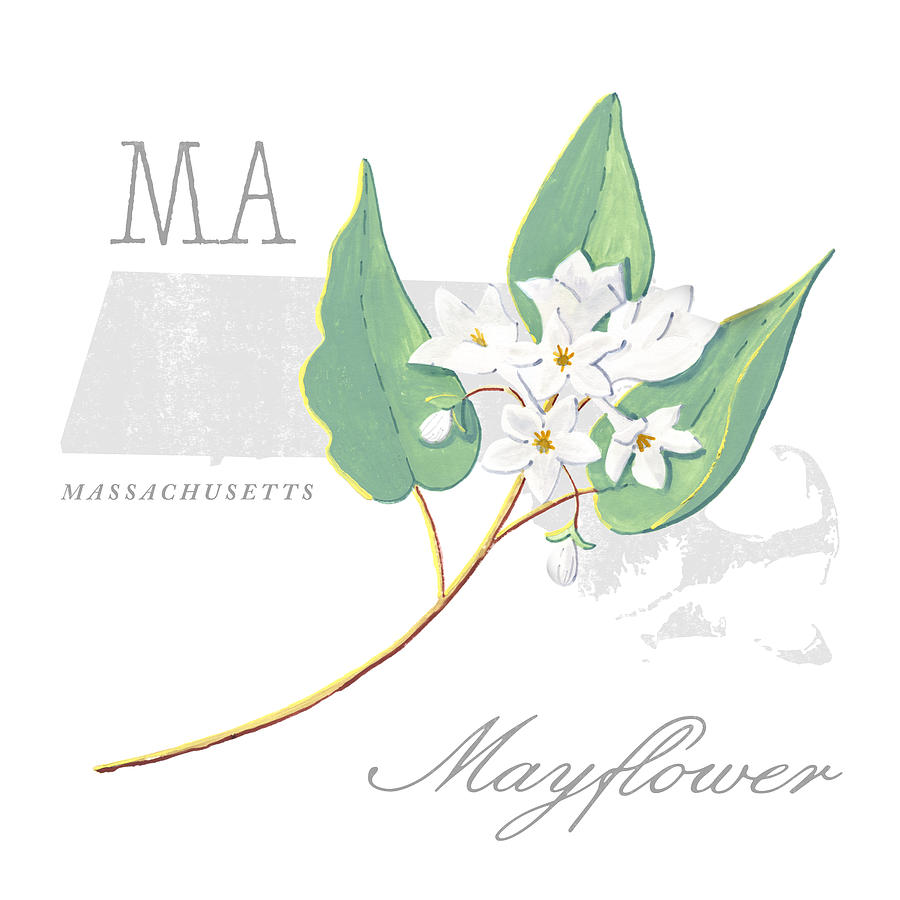 Massachusetts state flower mayflower outline svg png dxf eps jpeg Chameleon  Cuttables LLC | Chameleon Cuttables LLC