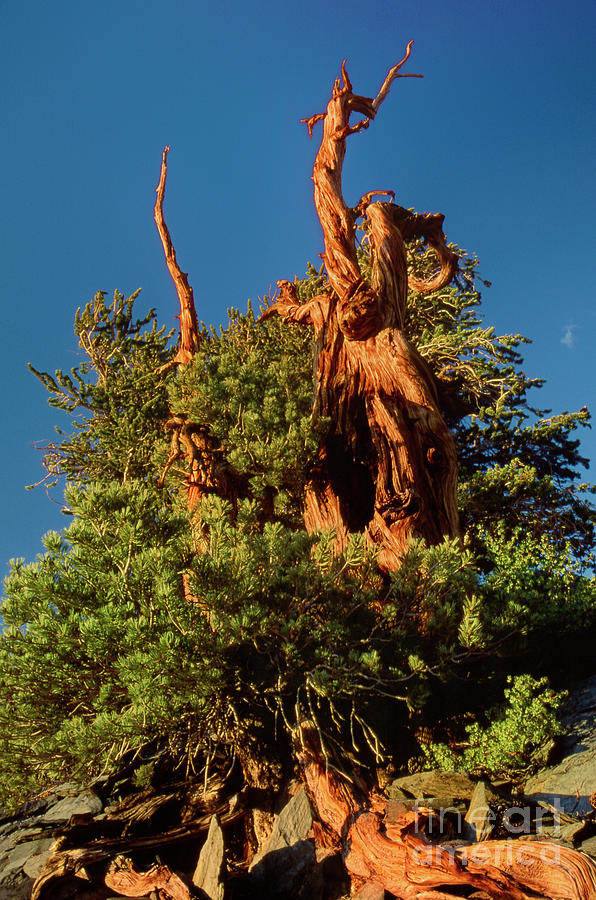 Massive Bristlecone Pine White Mountains California Photograph by Dave Welling