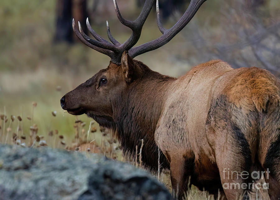 Massive Bull Elk Photograph by Steven Krull