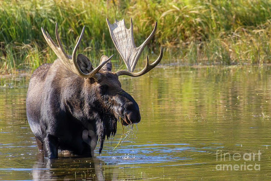 Massive Bull Moose Photograph by Steven Krull
