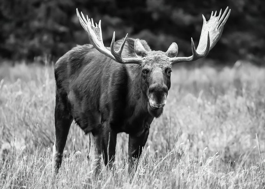 Massive, Grazing Bull Moose, Black and White Photograph by Volkmar Von ...