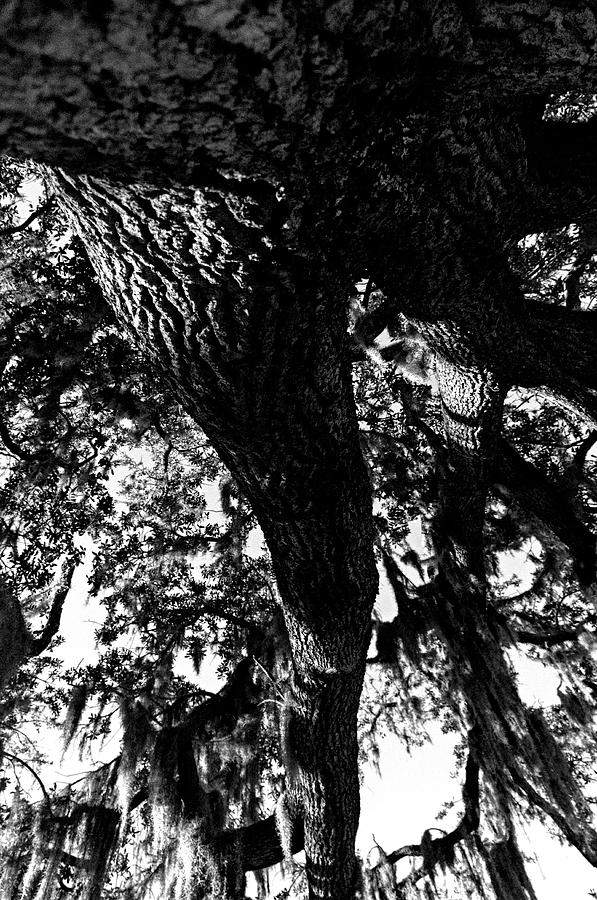 Massive Live Oak Tree Limbs Photograph by Christopher Mercer
