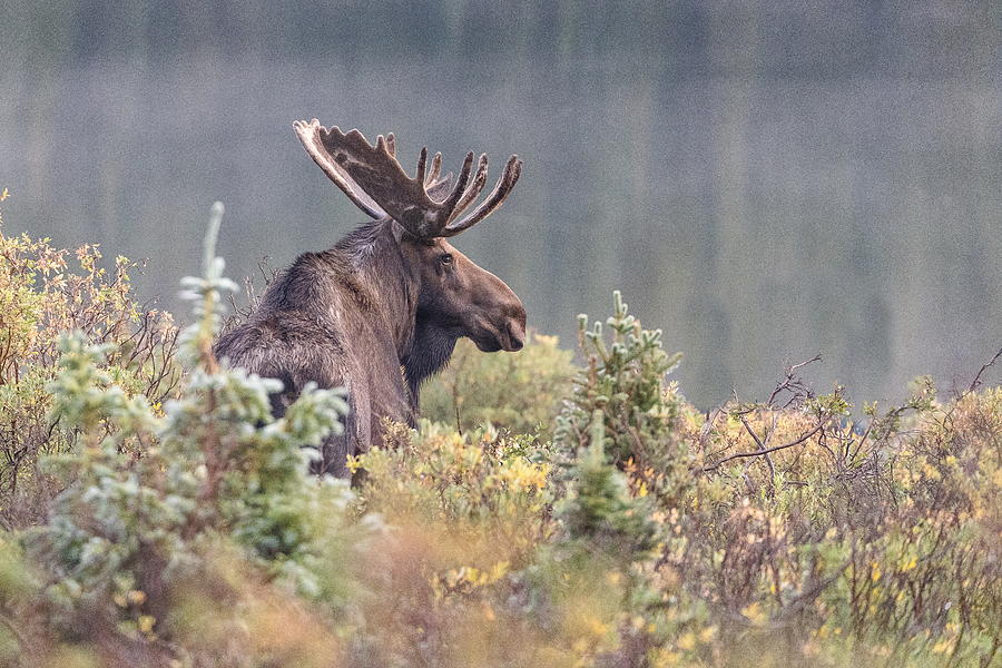 Massive Moose Bull in the Early Morning Photograph by Tony Hake