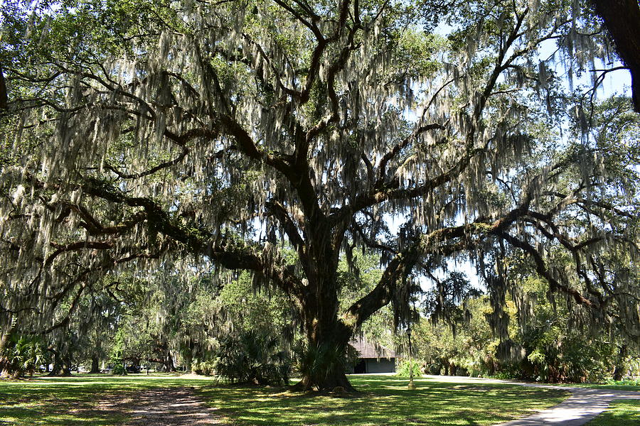 Massive Oak Tree at City Park Photograph by Amanda Claire