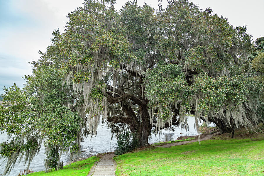Massive Oak Tree Photograph by Cindy Robinson