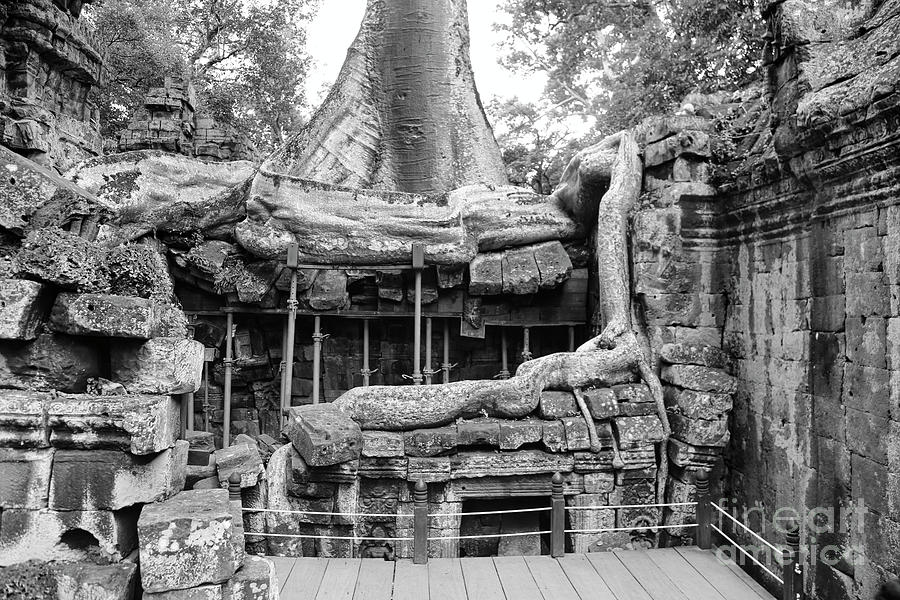 Massive Roots Ta Prohm Temple Cambodia BW Photograph by Chuck Kuhn