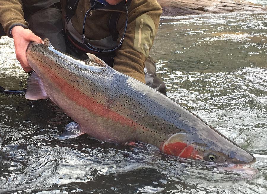 Massive Wild Steelhead Photograph by Robert Crandall - Fine Art America