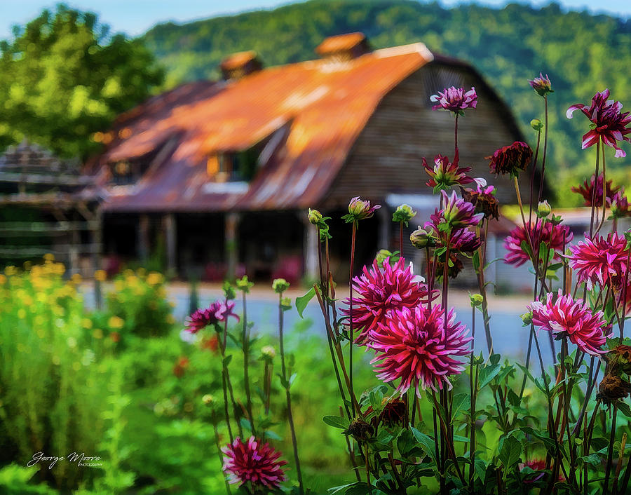 Flower Photograph - Mast Farm Flower Gardens by George Moore