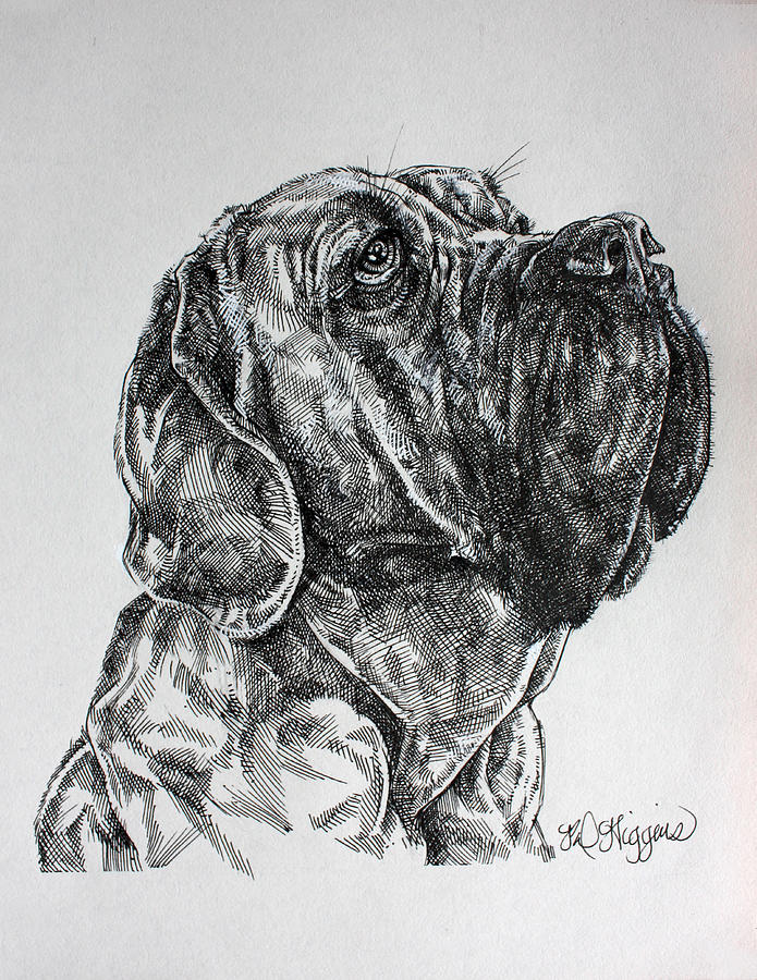 Mastiff drawing Drawing by Derrick Higgins Fine Art America