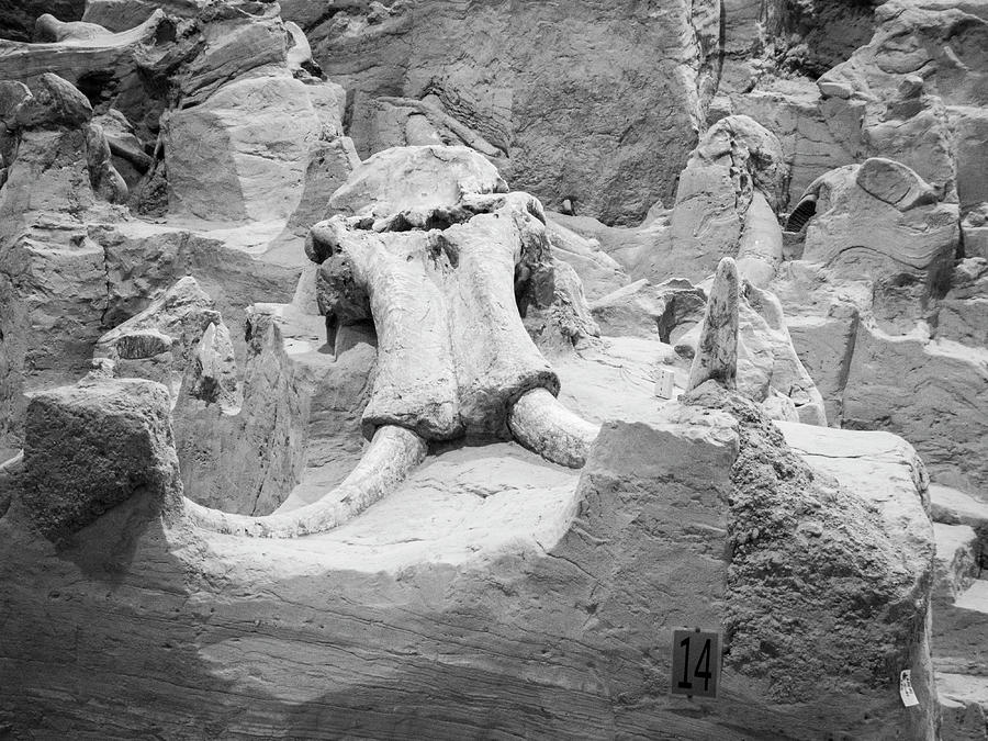 Mastodon Revealed Photograph by Mary Lee Dereske