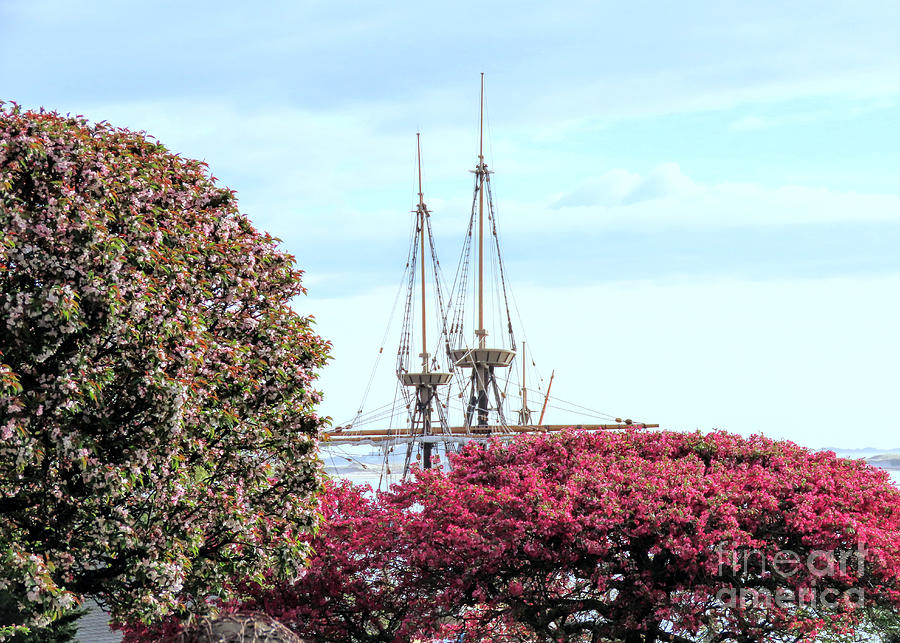 Masts of Mayflower II in the distance  Photograph by Janice Drew