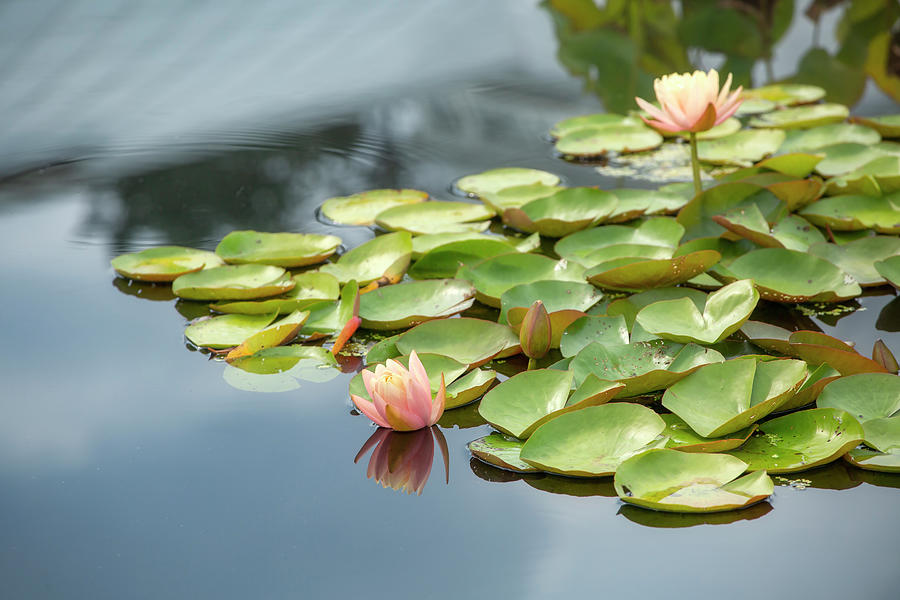 Mat of Lotus Flowers and leaves Photograph by Cate Franklyn