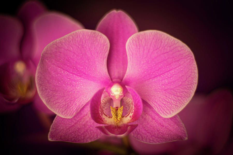 Matangi Orchid Photograph by Sofian Photography