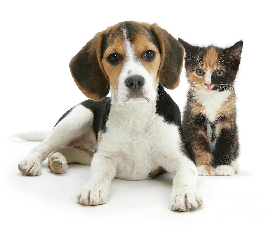 Matching Beagle pup and tortoiseshell kitten Photograph by Warren Photographic