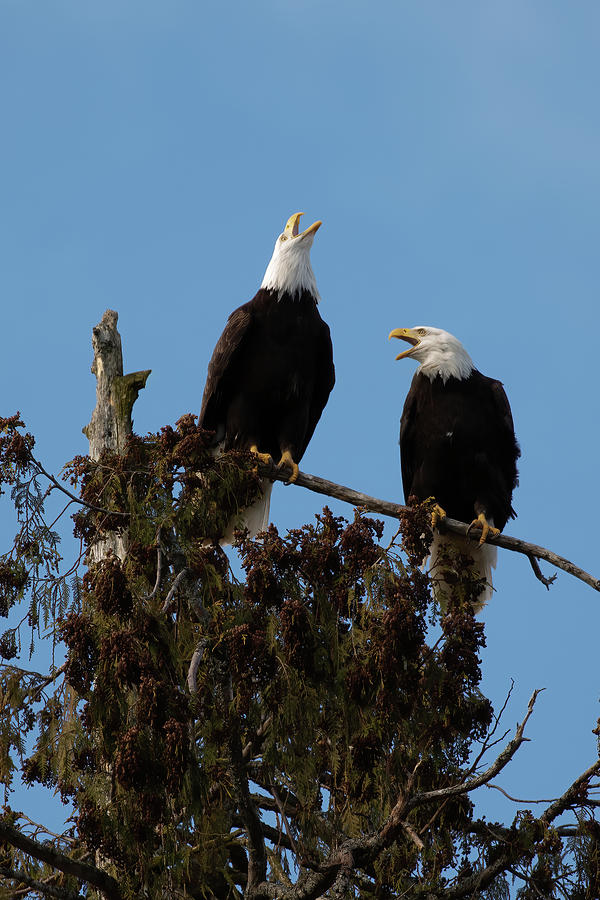 Mated Eagle Pair Calling Photograph by Peggy Collins