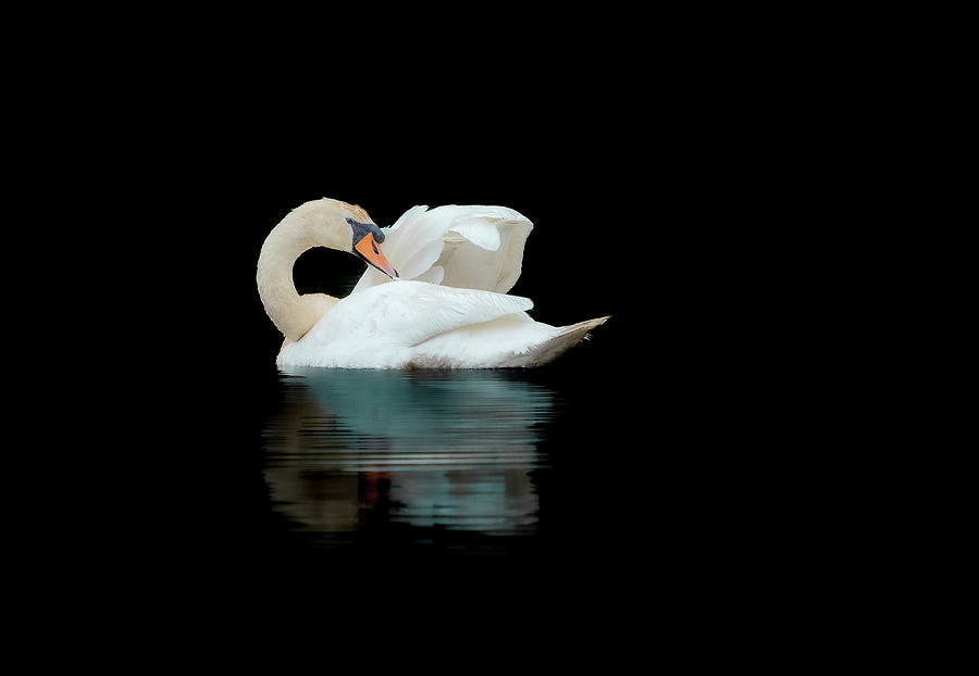 Mated Male Swan Photograph by Catherine Grassello