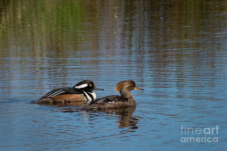 Mated Pair of Hooded Mergansers at Nisqually River Photograph by Nancy Gleason