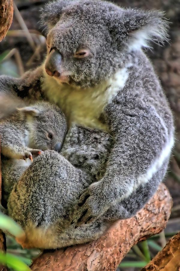 Maternal instincts. Photograph by Ian Ramsay - Fine Art America