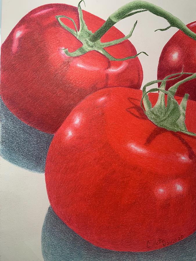 Maters Drawing by Colette Lee