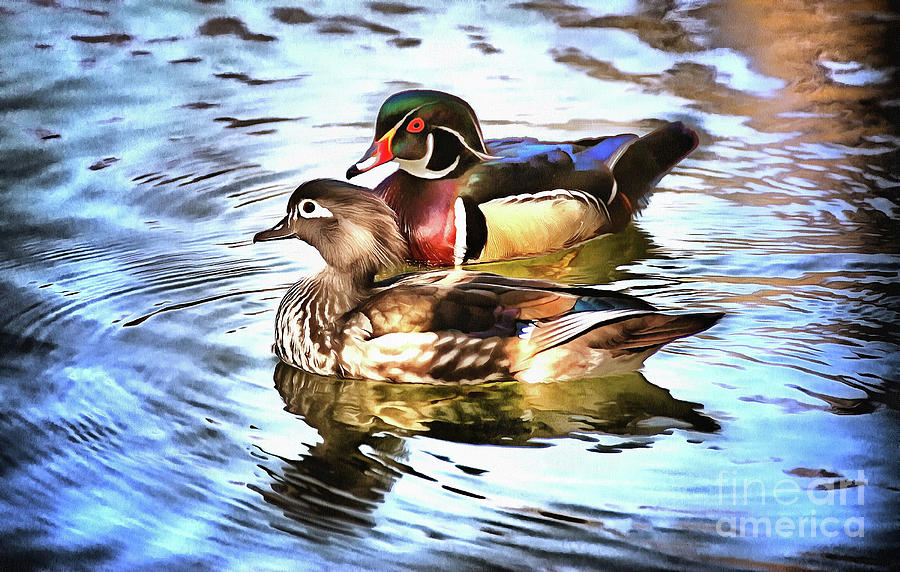 Mates  Male and Female Wood Ducks  Painting by Elaine Manley