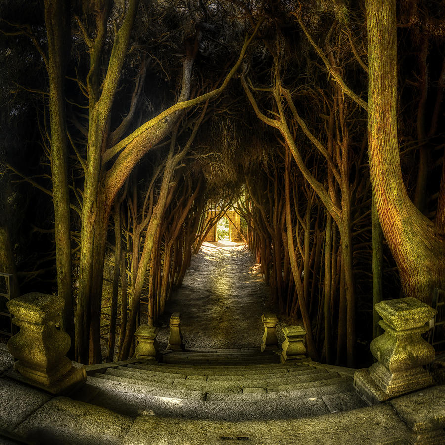 Mateus - Cypress tunnel from the top Photograph by Micah Offman