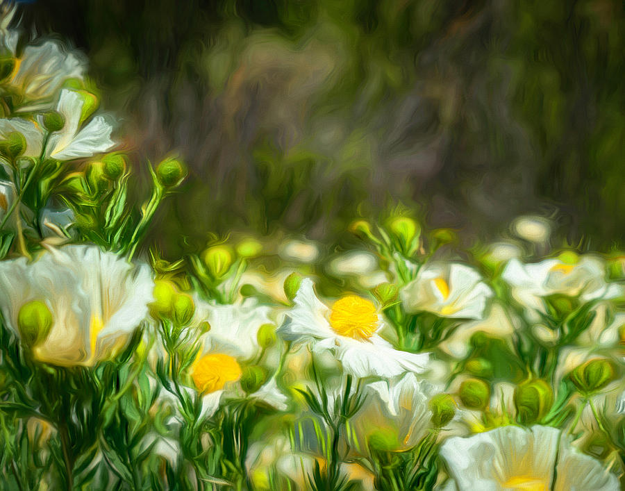 Matilija Poppies Basking in the Sun 2 Photograph by Lindsay Thomson