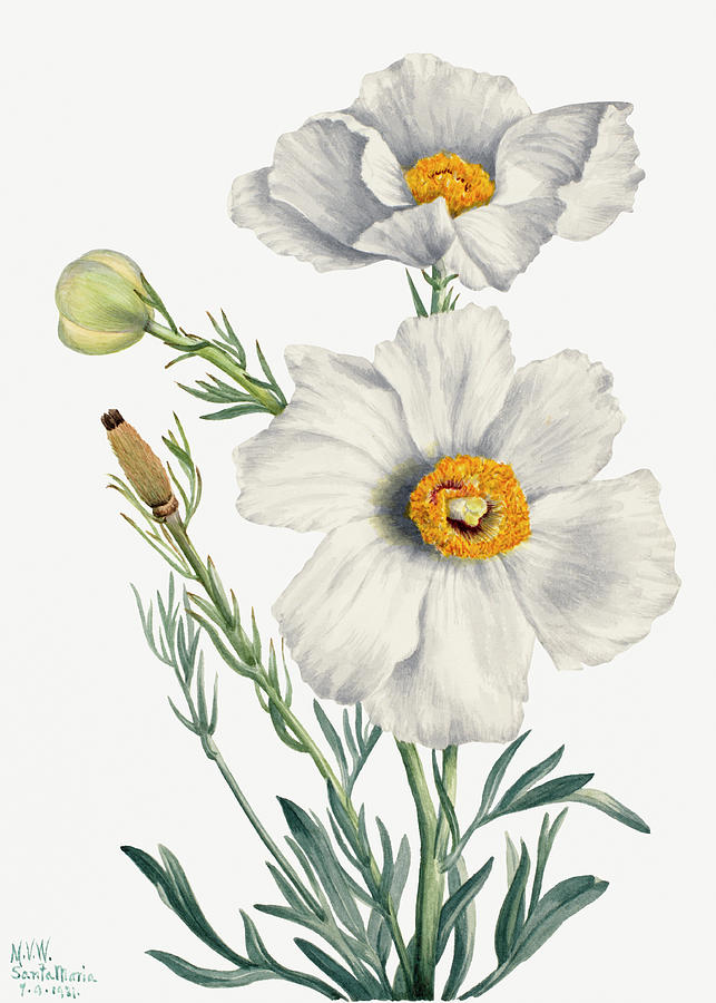 Matilija Poppy by Mary Vaux Walcott Painting by World Art Collective