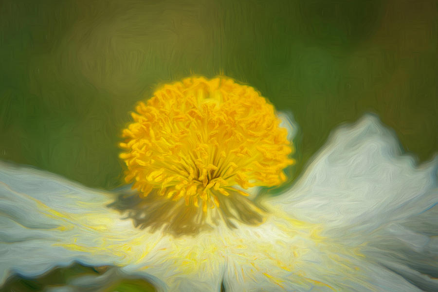 Matilija Poppy Closeup 3 Photograph by Lindsay Thomson