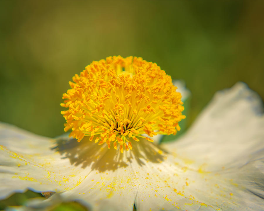 Matilija Poppy Closeup Photograph by Lindsay Thomson