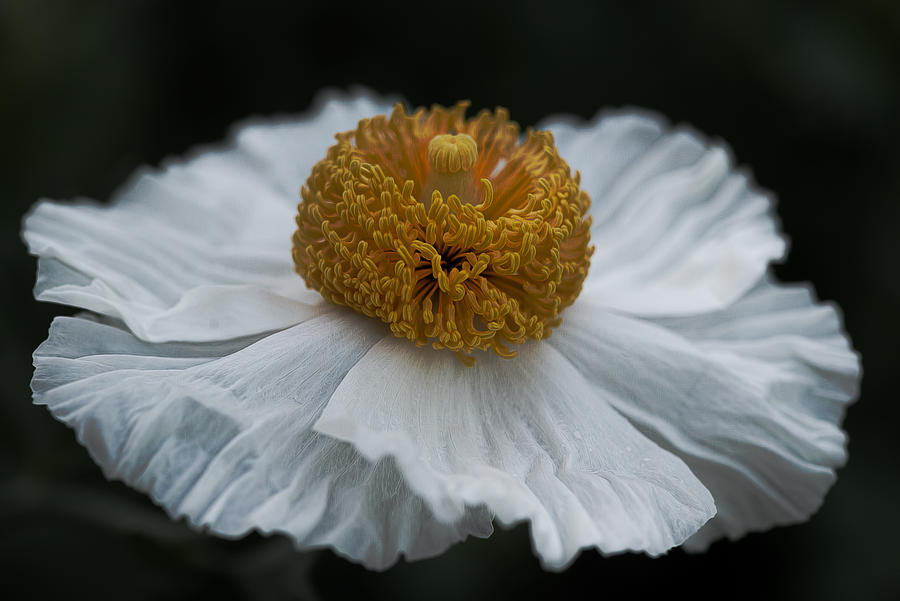 Close-up on a Matilija poppy, side Photograph by Alessandra RC