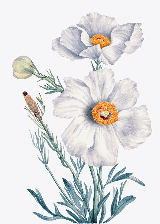 Spring Drawing - Matilija Poppy by Mary Vaux Walcott by Mango Art