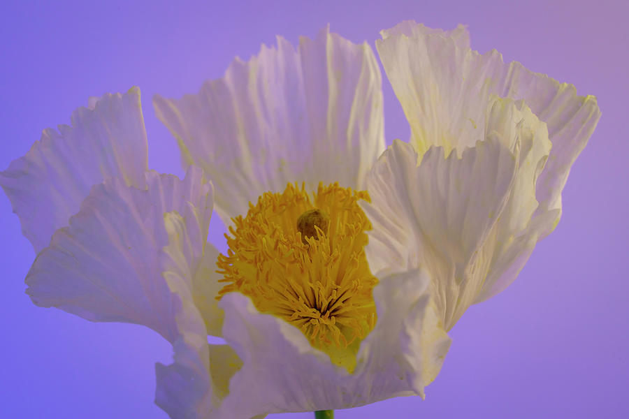 Matilija Poppy Portrait 3 Photograph by Lindsay Thomson