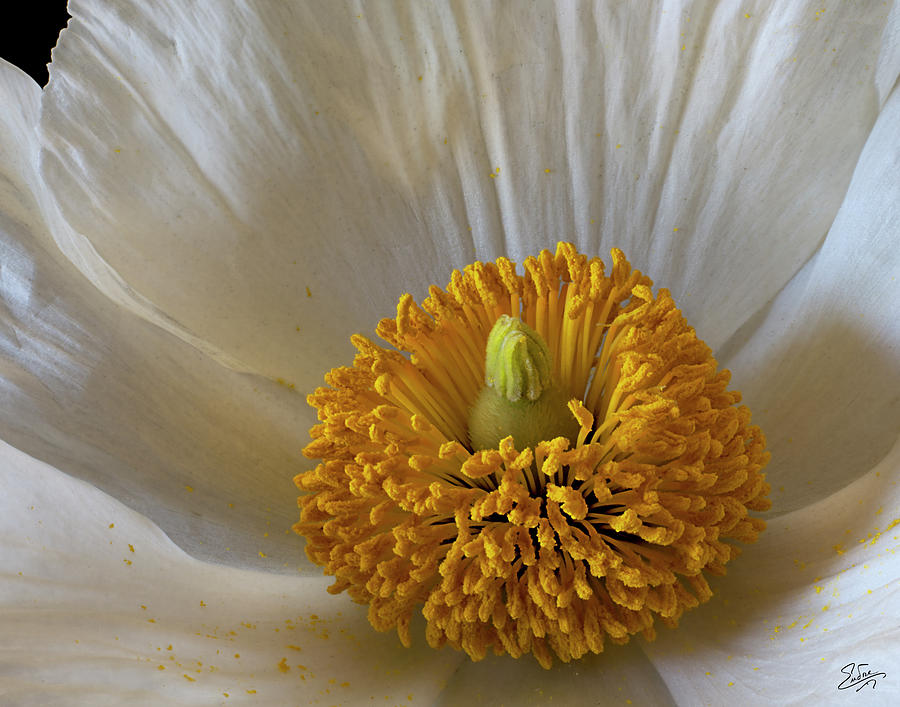 Matilja Poppy Closeup Photograph by Endre Balogh