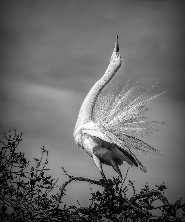 Mating Dance of the Great Egret Photograph by Jaki Miller