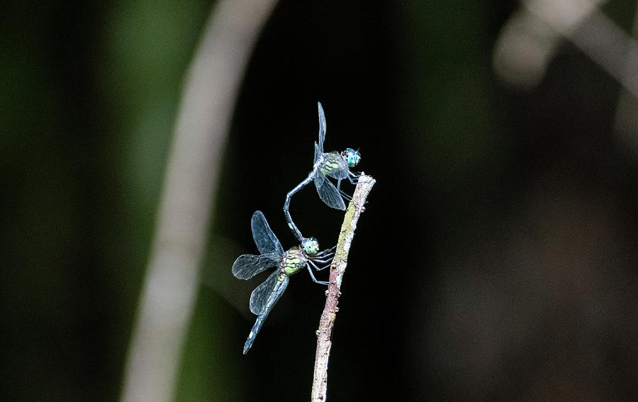 Mating Dragonflies Photograph by Greg Srabian