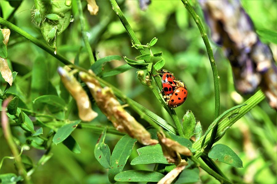 Mating Ladybugs Photograph By Daniel Ladd Fine Art America 3688