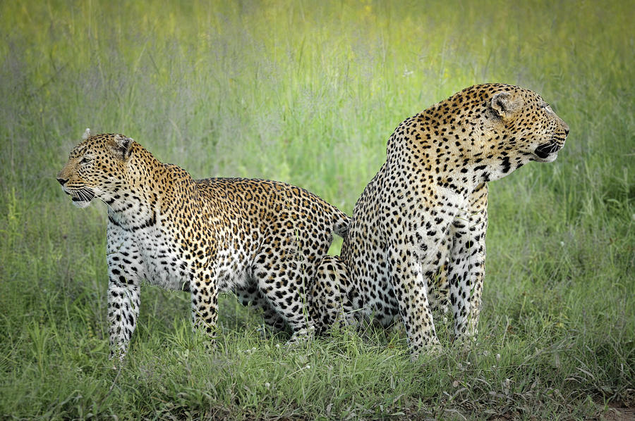 Mating Leopard Pair One Photograph by Rebecca Herranen