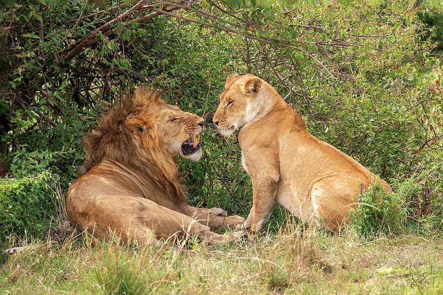 Lion Photograph - Mating Lions by Sandi Kroll