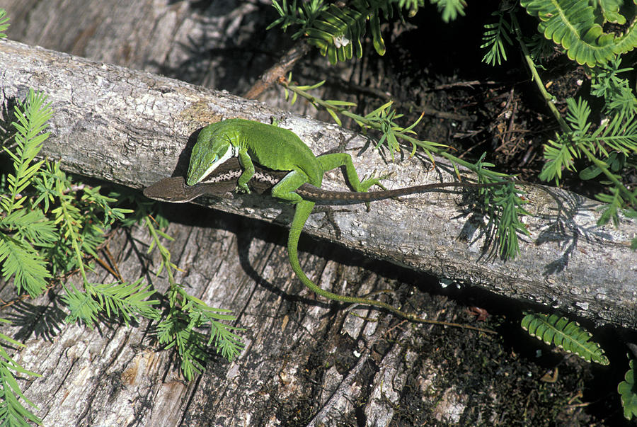 Mating male (green) and female (brown) Green Anoles, Anolis carolinensis. South Carolina, USA Photograph by Ed Reschke
