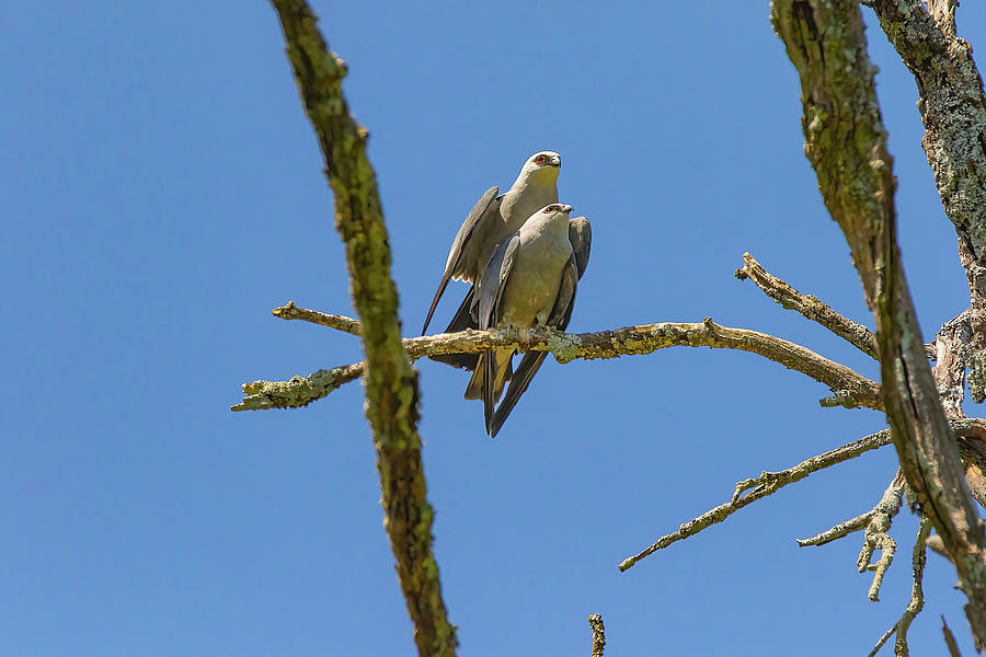 Mating Mississippi Kites Photograph by Steve Rich - Fine Art America