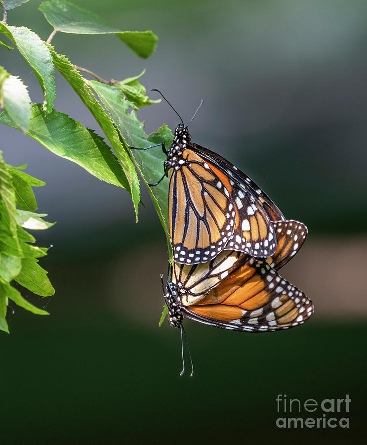 Mating Monarchs Photograph by Sandra Rust