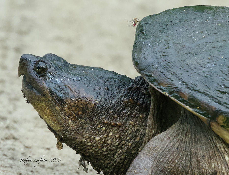 Mating Mosquitoes On Snapping Turtle Photograph By Robyn Lafata