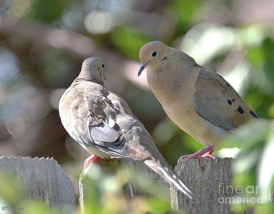 Mating Mourning Dove Photograph By Debby Pueschel Pixels 2051