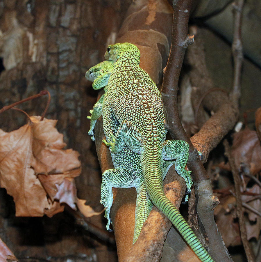 Mating New Guinea Emerald tree monitors Photograph by Ger Bosma