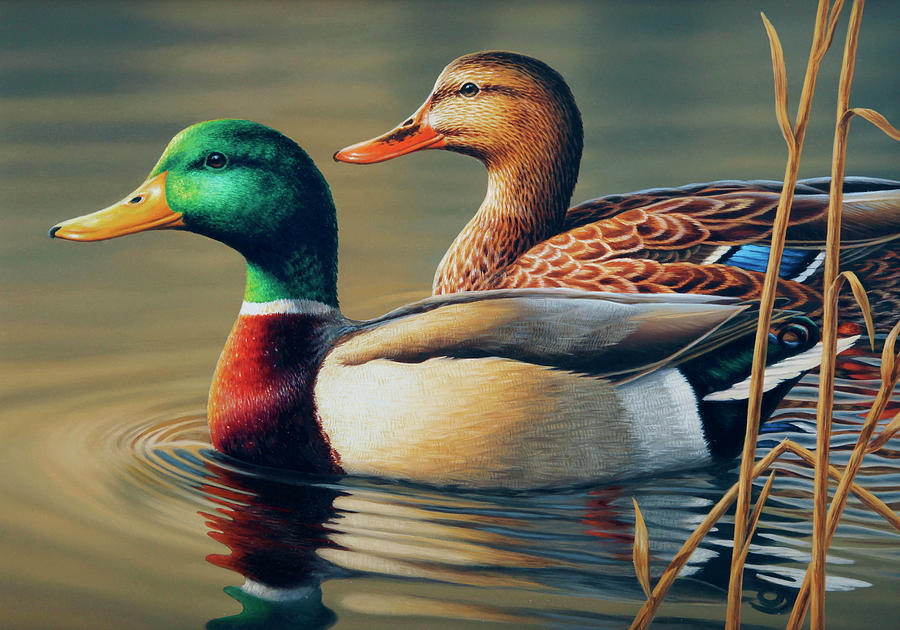 Duck Painting - Mating Pair by Guy Crittenden