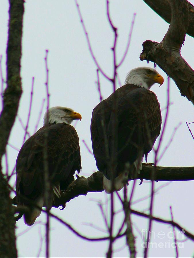 Mating Pair Of Bald Eagles Photograph By Todd Musser